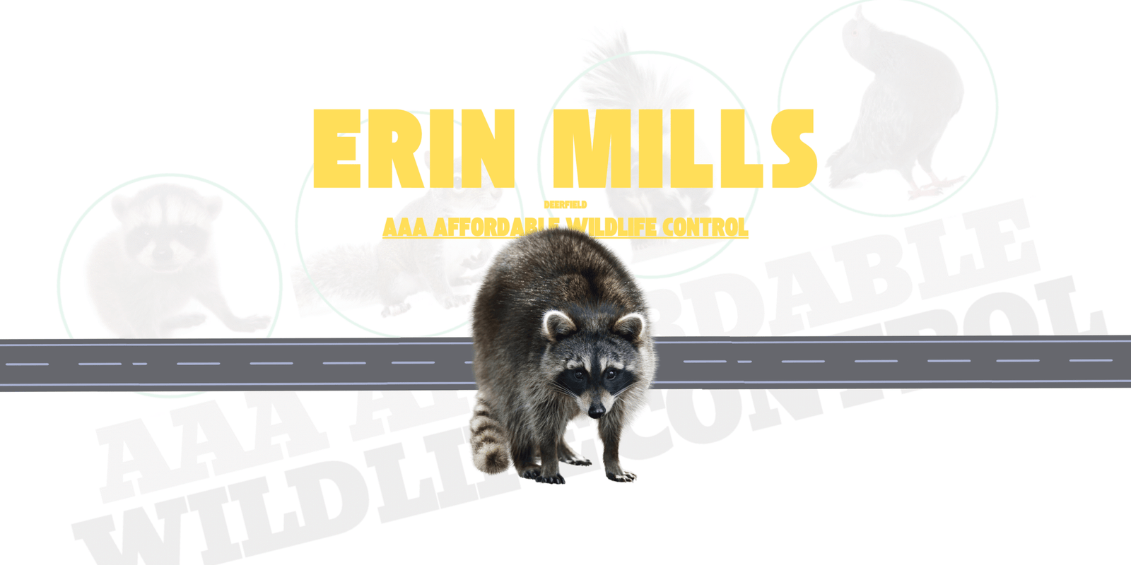 Raccoon Removal Erin Mills, AAA Affordable Wildlife Control