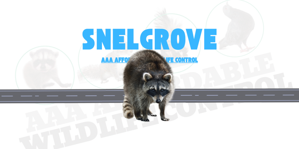 Raccoon Removal Snelgrove, AAA Affordable Wildlife Control