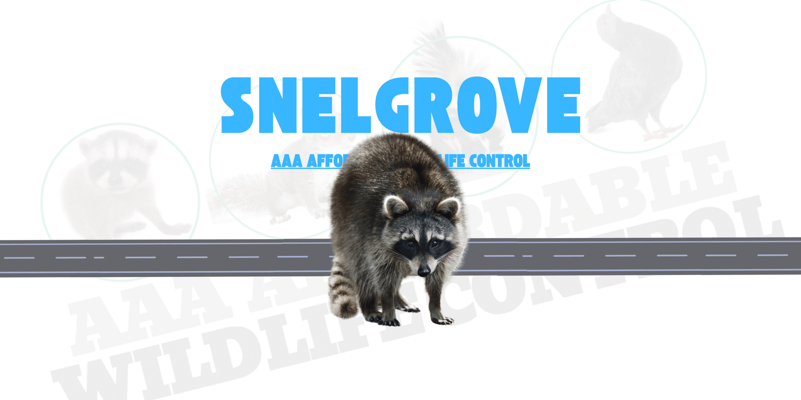 Raccoon Removal Snelgrove, AAA Affordable Wildlife Control