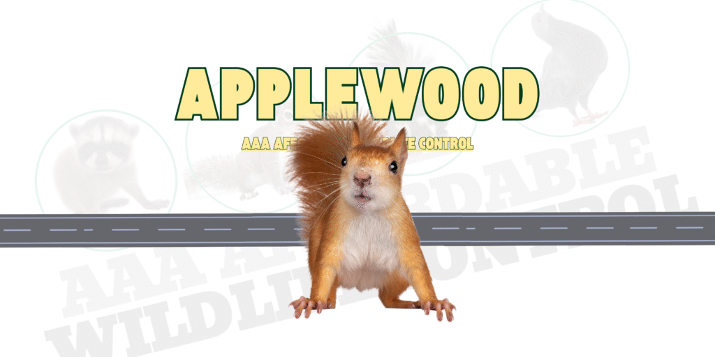 Squirrel Removal Applewood, AAA Affordable Wildlife Control