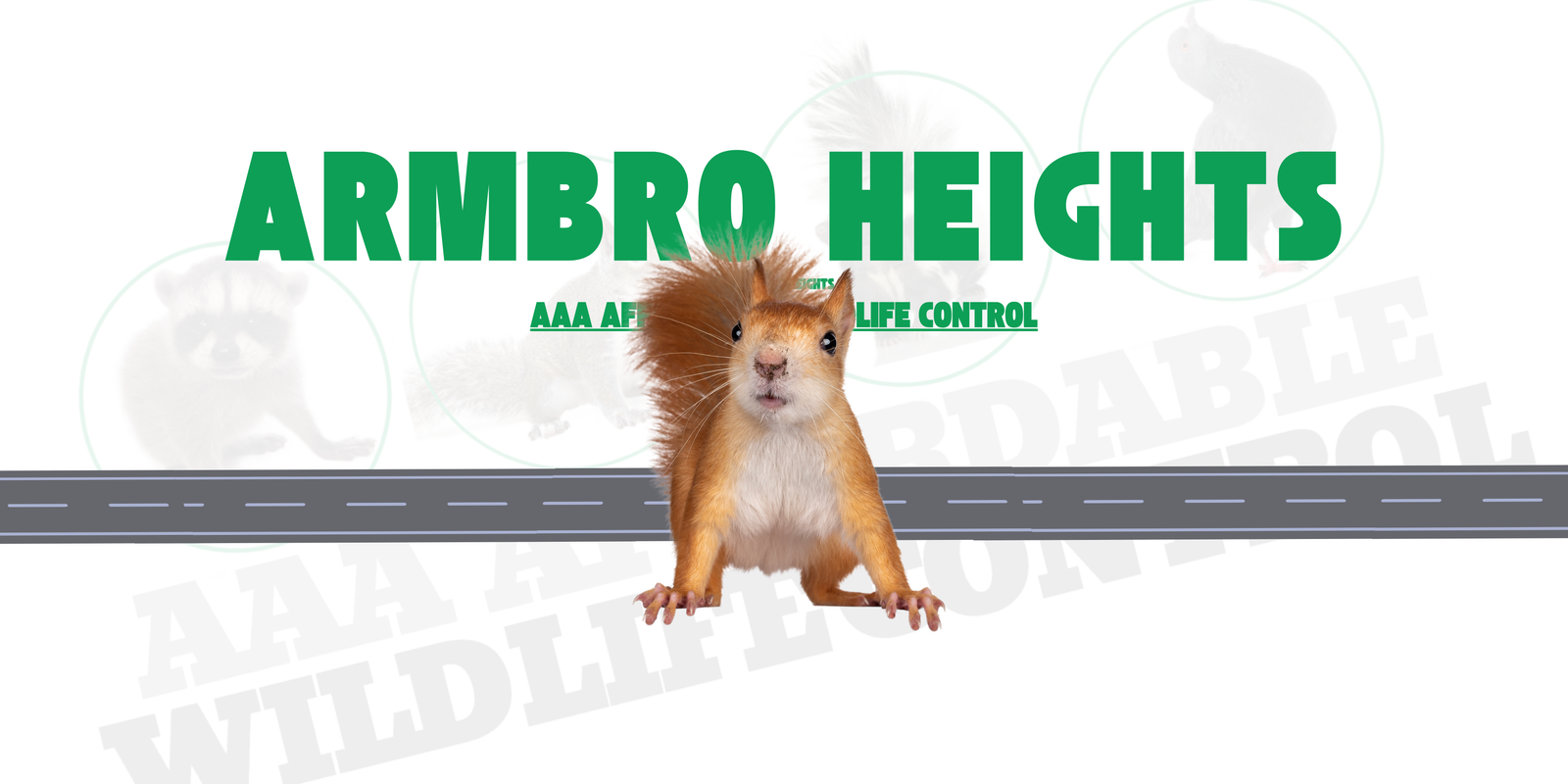 Squirrel Removal Armbro Heights Brampton, AAA Affordable Wildlife Control