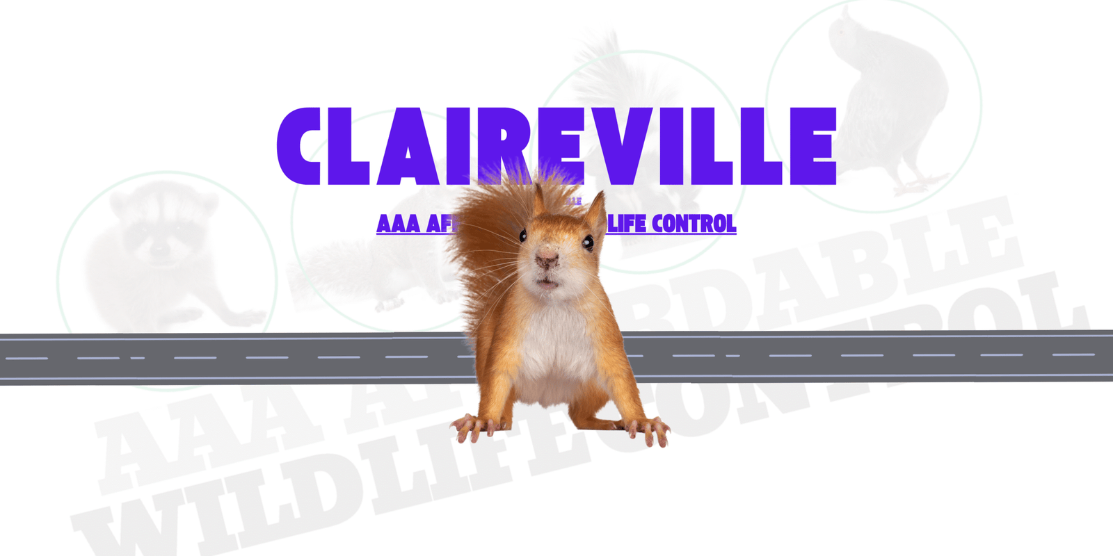 Squirrel Removal Claireville, AAA Affordable Wildlife Control