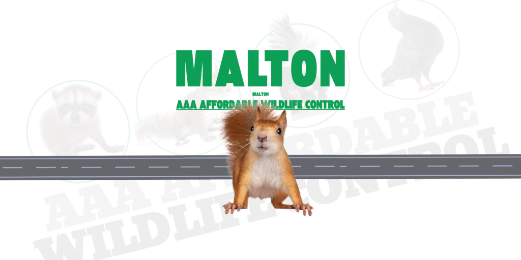 Squirrel Removal Malton, AAA Affordable Wildlife Control, Best Squirrel Removal Brampton 