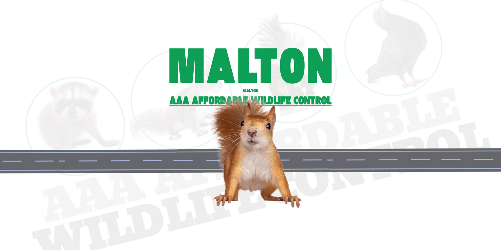 Squirrel Removal Malton, AAA Affordable Wildlife Control