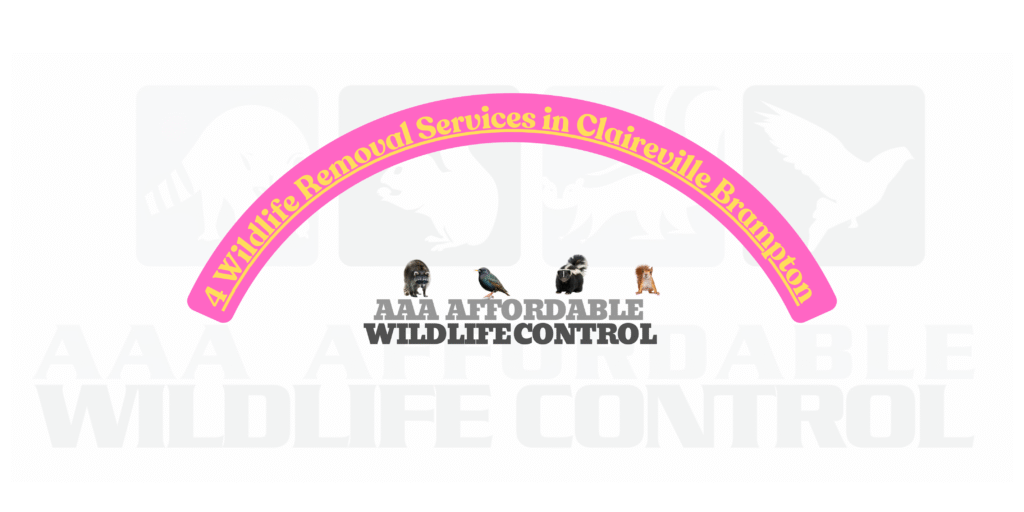 4 Wildlife Removal Services in Claireville Brampton, AAA Affordable Wildlife Control