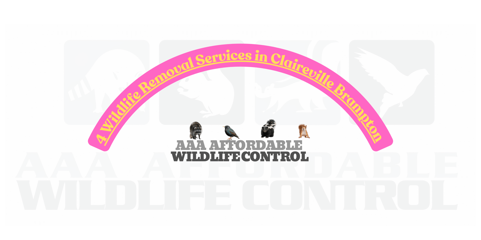 4 Wildlife Removal Services in Claireville Brampton, AAA Affordable Wildlife Control